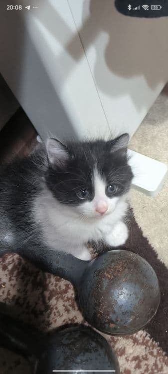 Продаются чудесные котята — 2