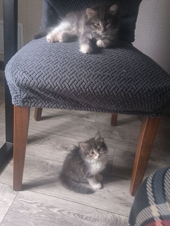 Продаются чудесные котята — 4