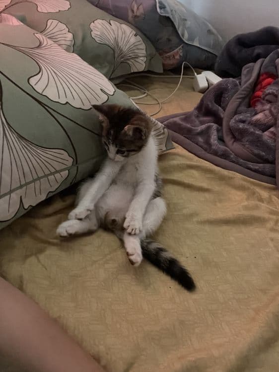 Продам котят на половину породистые — 3