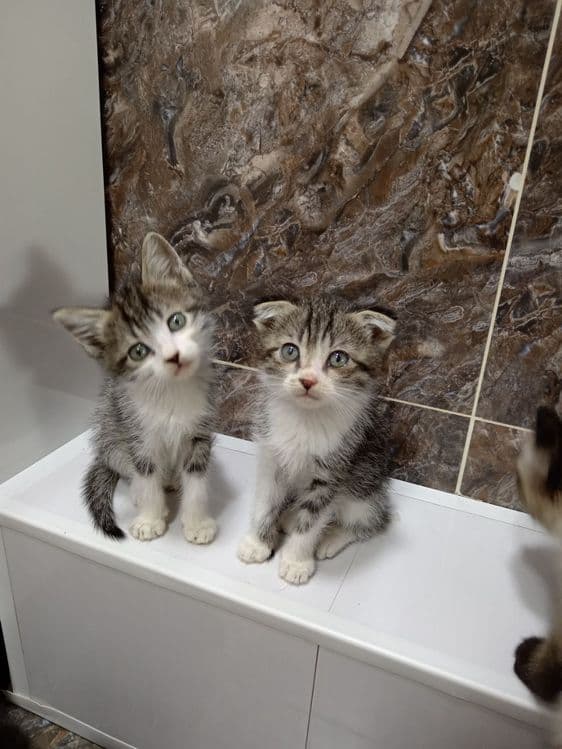 Продаёте котята Сотилади Мушу болачалари — 1