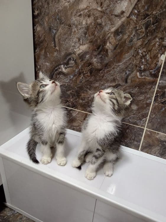 Продаёте котята Сотилади Мушу болачалари — 2
