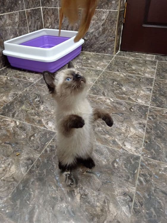Продаёте котята Сотилади Мушу болачалари — 3