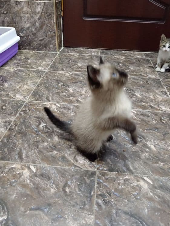 Продаёте котята Сотилади Мушу болачалари — 4