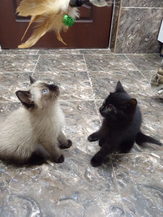Продаёте котята Сотилади Мушу болачалари — 5