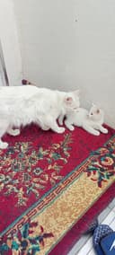 Мушуклар сотилади