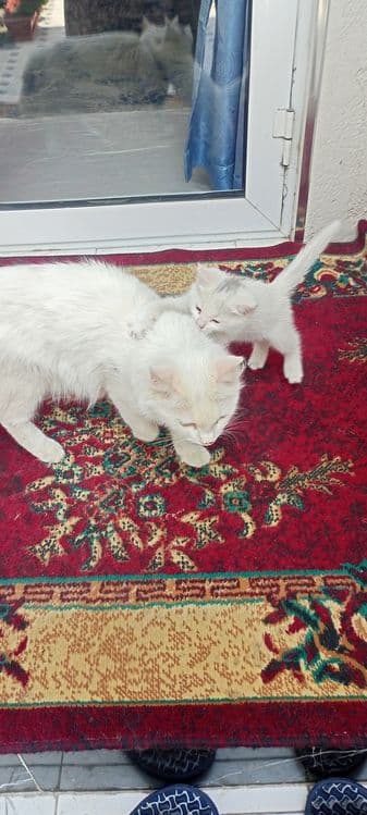 Мушуклар сотилади — 2