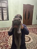 Только для вязки Не продаётся