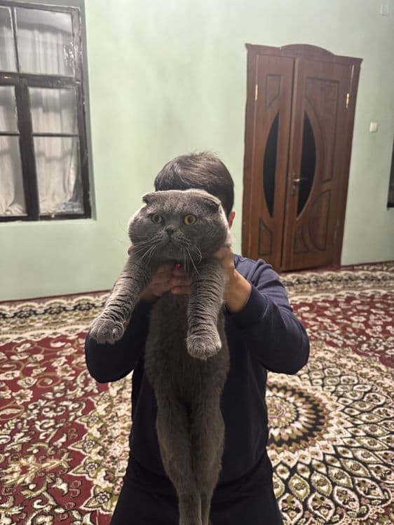 Только для вязки Не продаётся — 1