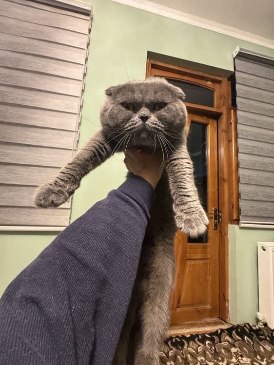 Только для вязки Не продаётся — 2