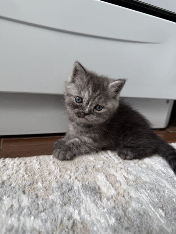 Продаю породистых котят скотиш страйт. . — 1