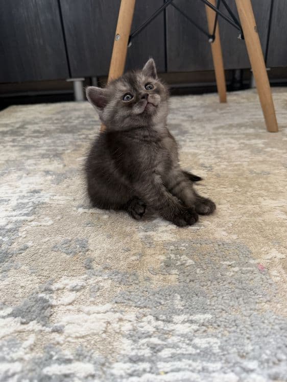 Продаю породистых котят скотиш страйт. . — 2