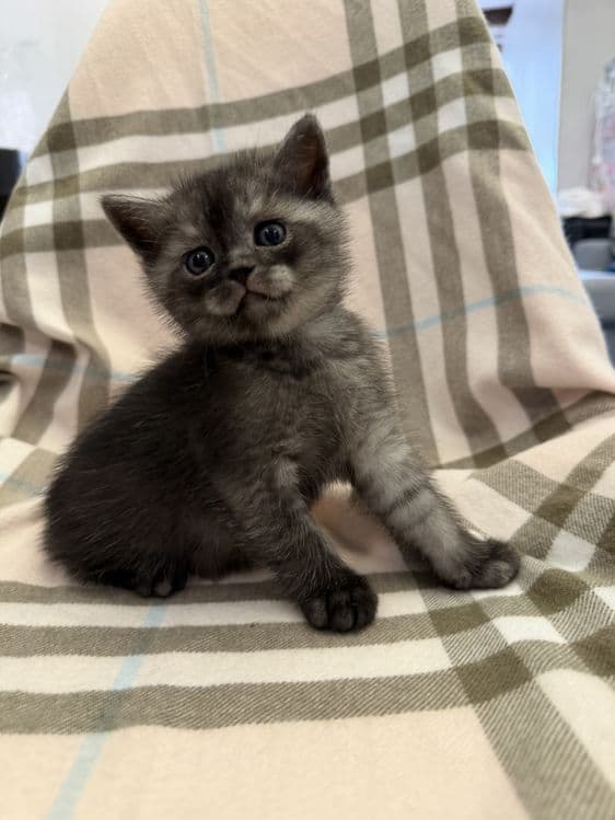 Продаю породистых котят скотиш страйт. . — 3