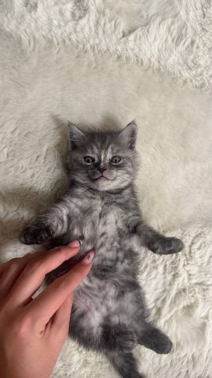 Продаю породистых котят скотиш страйт. . — 4