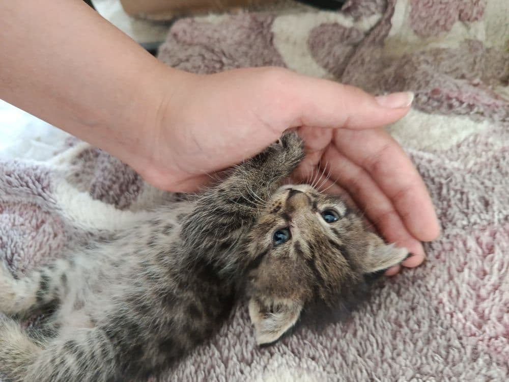 Продаю метис котенка — 1
