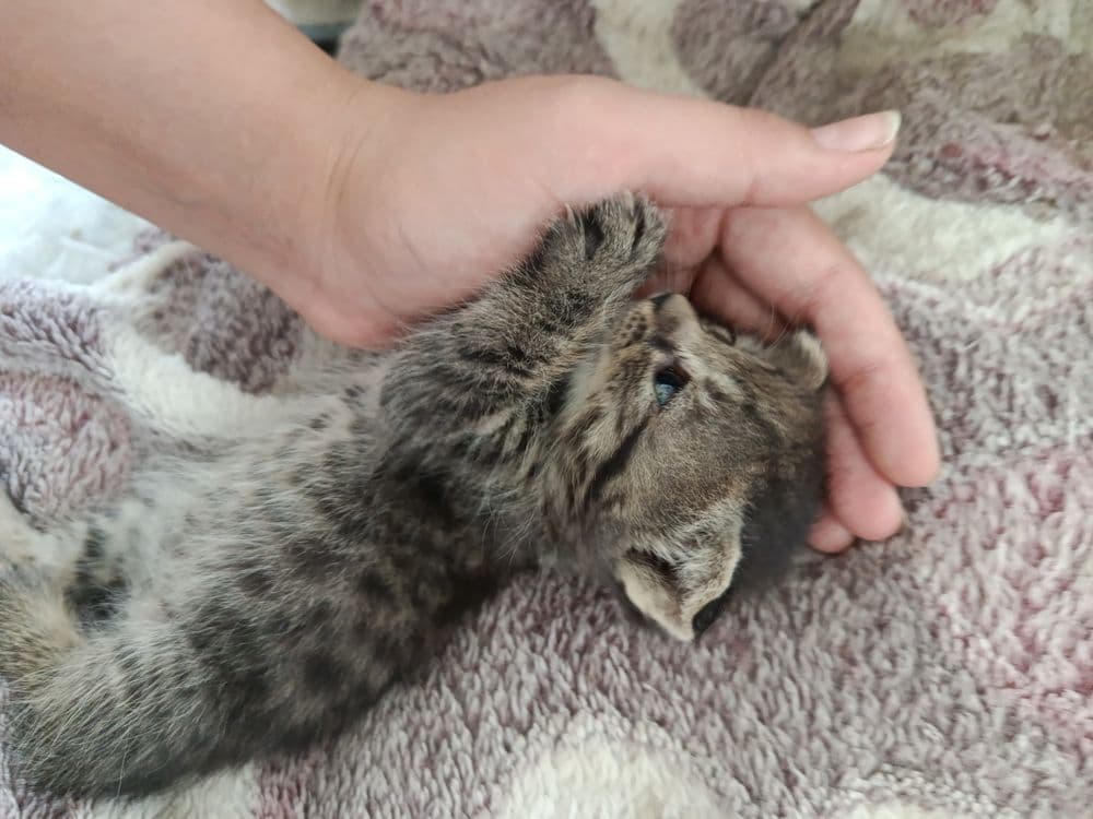 Продаю метис котенка — 2