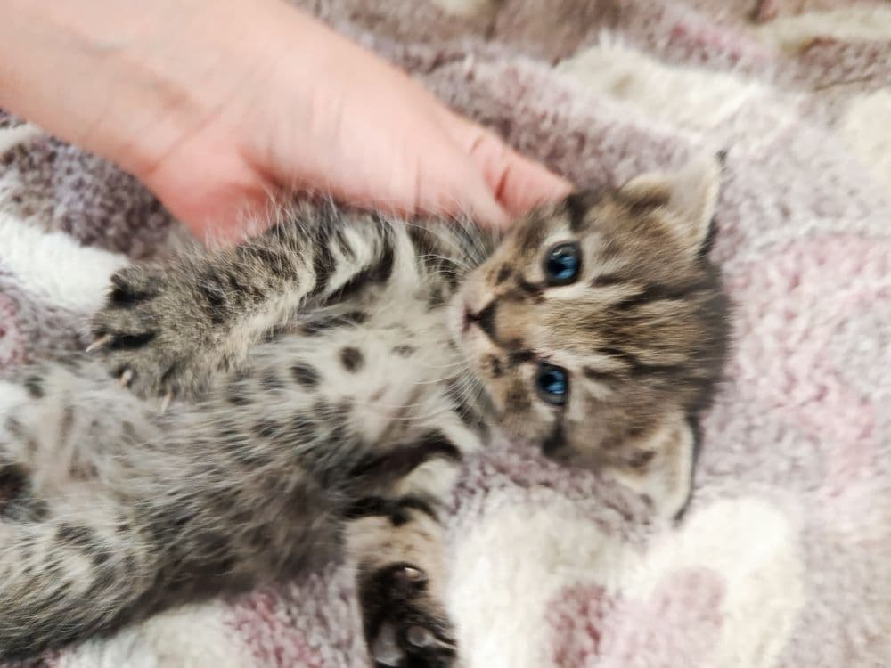 Продаю метис котенка — 3