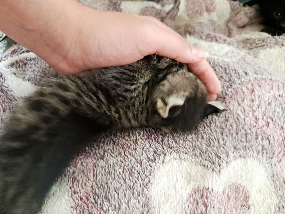 Продаю метис котенка — 4