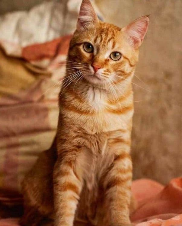 Продам рыжий кот — 2