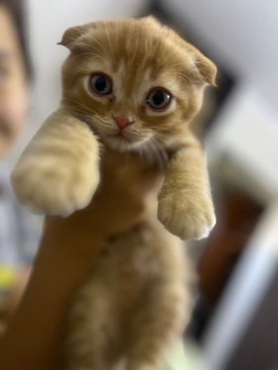 Рыжий вислоухий котенок — 2
