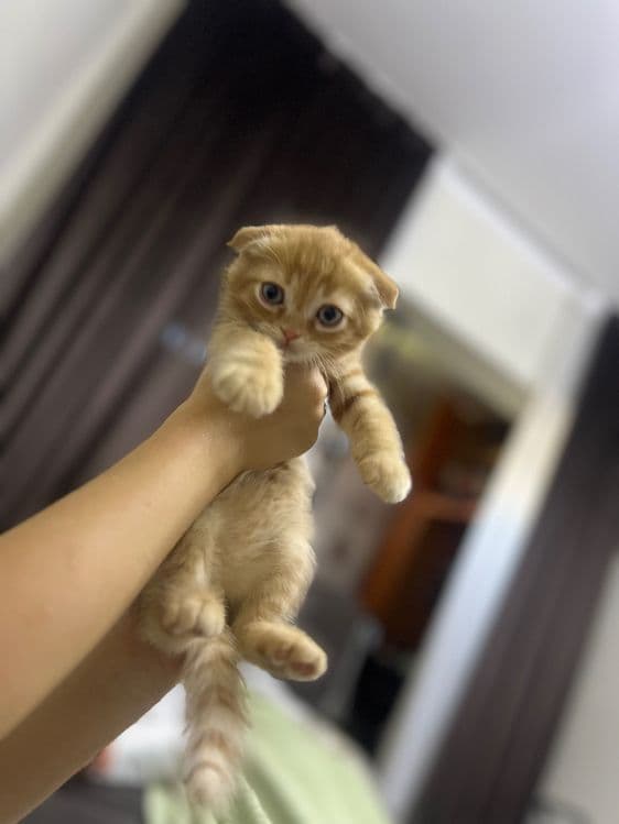 Рыжий вислоухий котенок — 3