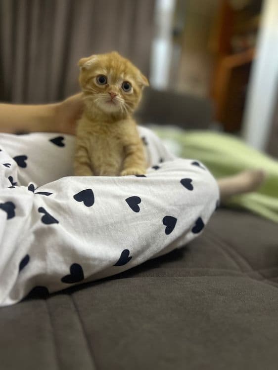 Рыжий вислоухий котенок — 4