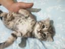 Продаётся котёнок девочка 300.000