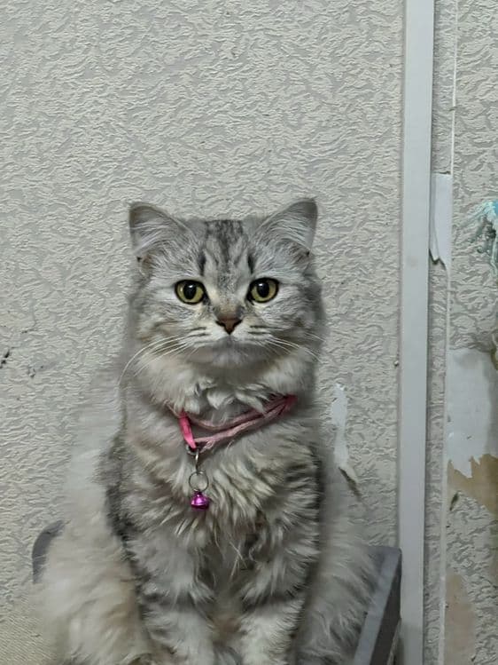 Продаю котенка девочка 7 недель. — 6