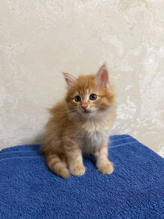 Рыжие сибирские котята — 2