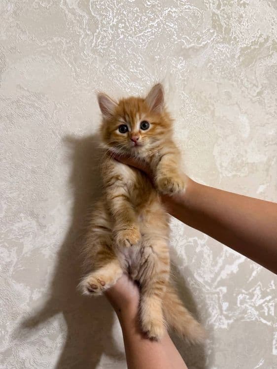 Рыжие сибирские котята — 3