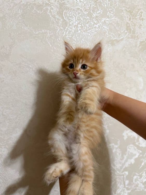 Рыжие сибирские котята — 4