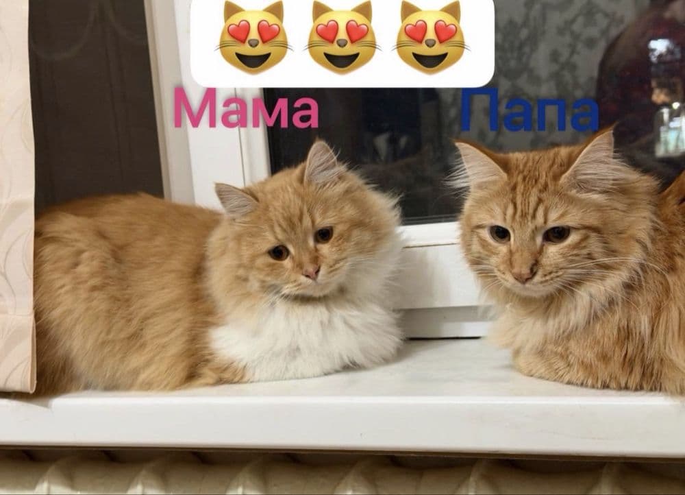 Рыжие сибирские котята — 5