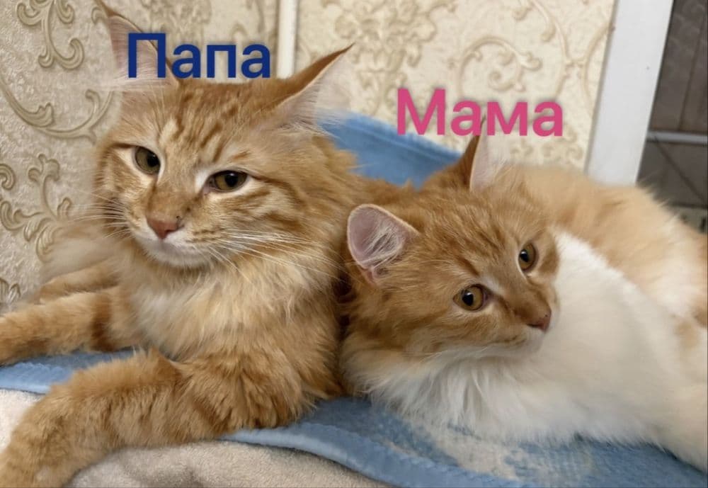 Рыжие сибирские котята — 6