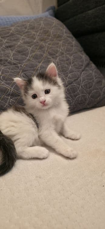 Продаются домашние котята — 2