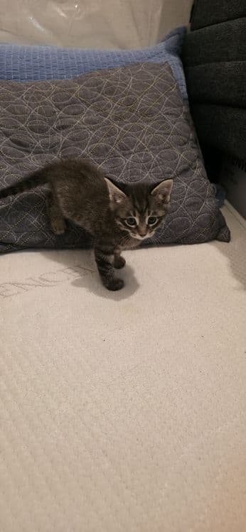 Продаются домашние котята — 3