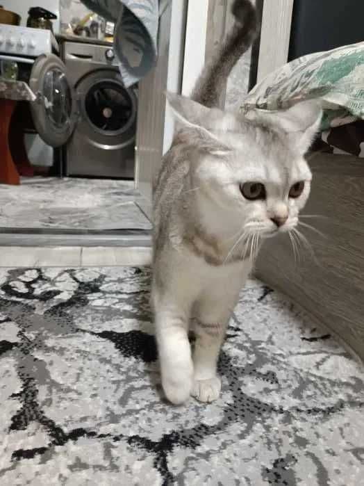 Кошка — Серебристая шиншилла — 3