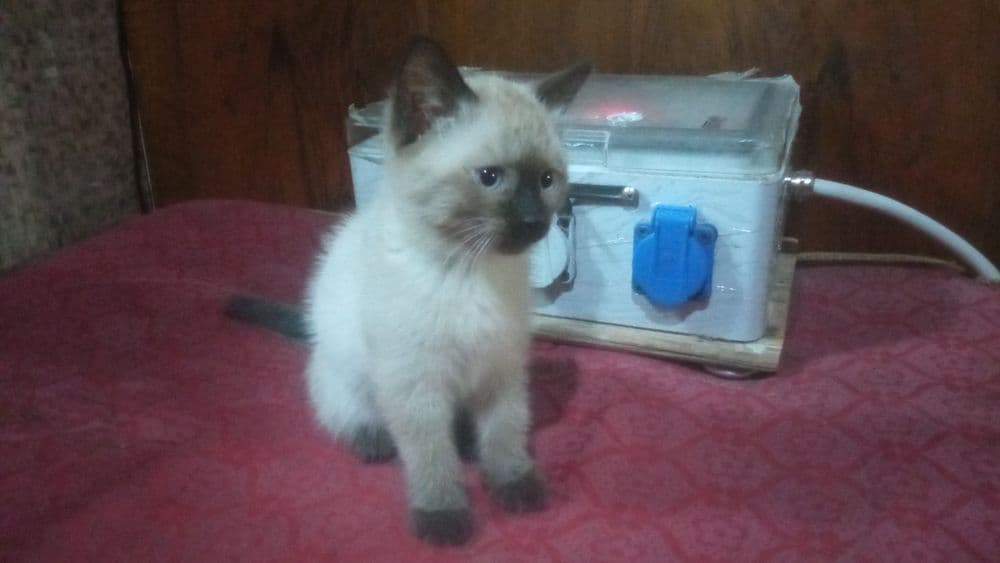 Сиамский котёнок (девочка)