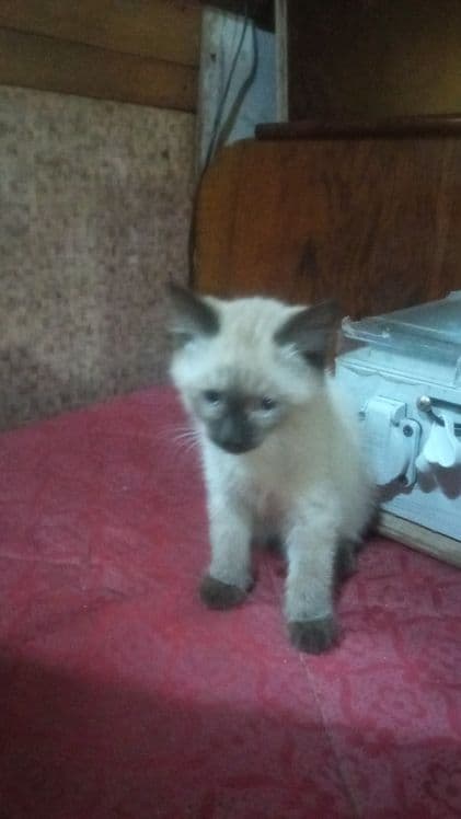 Сиамский котёнок (девочка) — 2