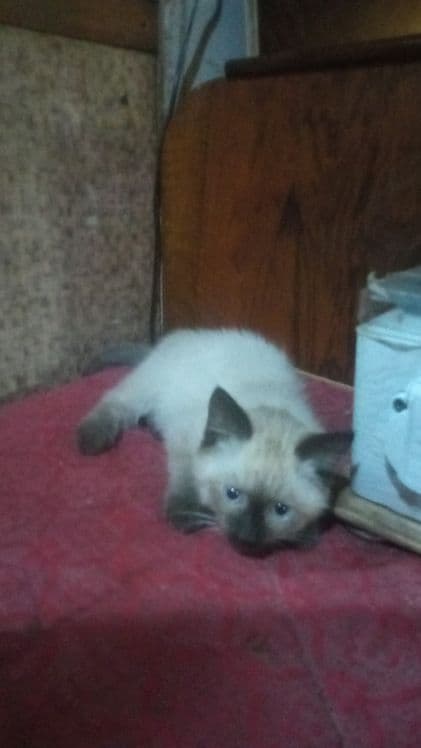 Сиамский котёнок (девочка) — 3