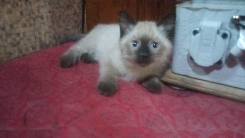 Сиамский котёнок (девочка) — 4