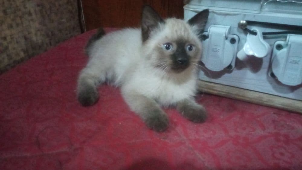 Сиамский котёнок (девочка) — 7