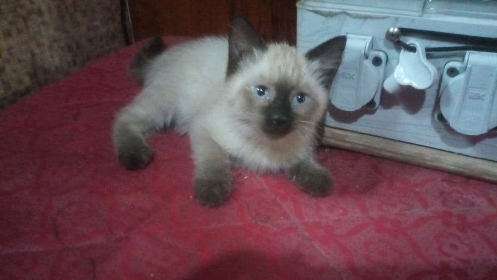 Сиамский котёнок (девочка) — 8
