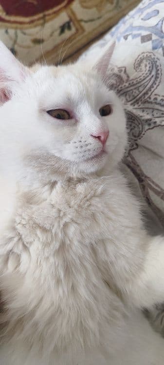 белый домашний кот. срочно!!! — 2