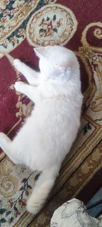 белый домашний кот. срочно!!! — 3