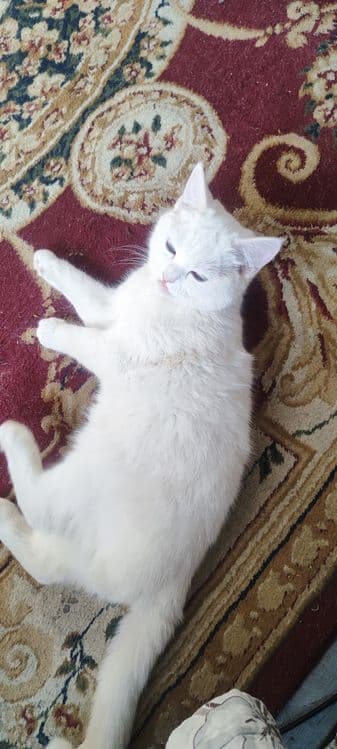 белый домашний кот. срочно!!! — 4