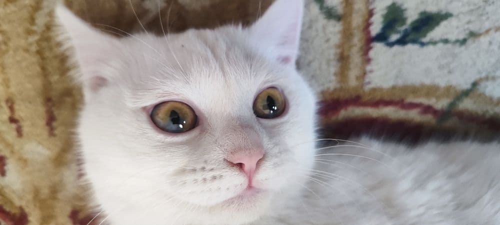 белый домашний кот. срочно!!! — 5
