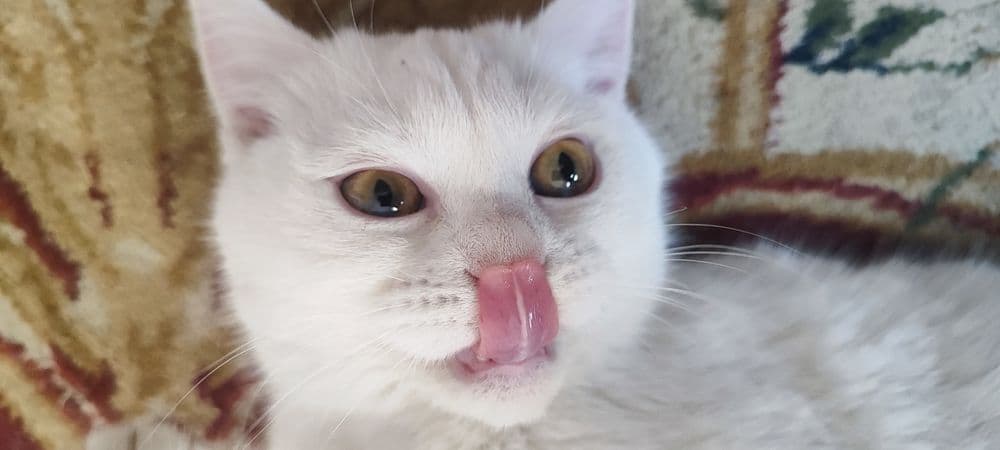 белый домашний кот. срочно!!! — 6