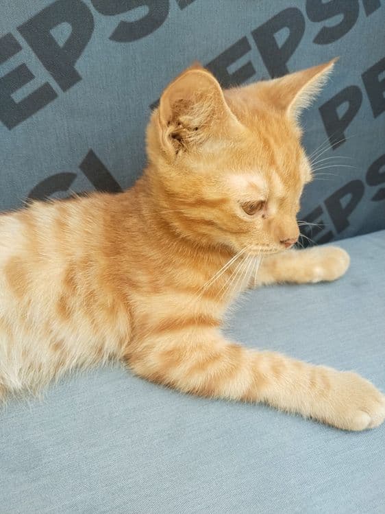 Котенок домашний ласковый с комплектом — 2