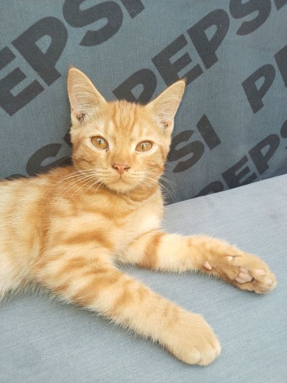 Котенок домашний ласковый с комплектом — 3