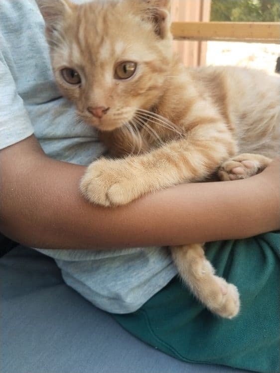 Котенок домашний ласковый с комплектом — 4