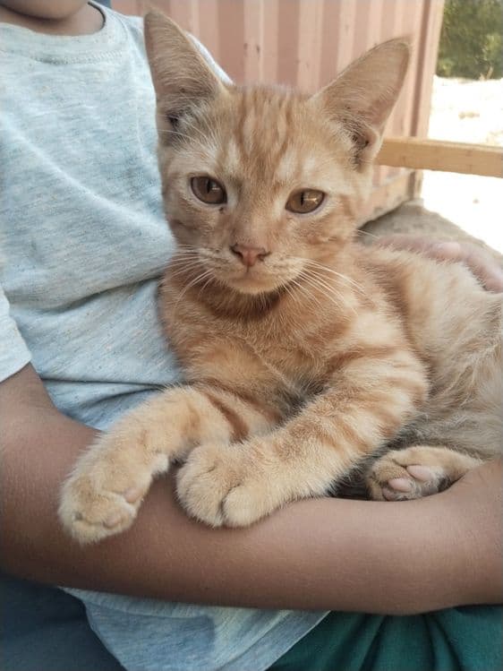 Котенок домашний ласковый с комплектом — 5